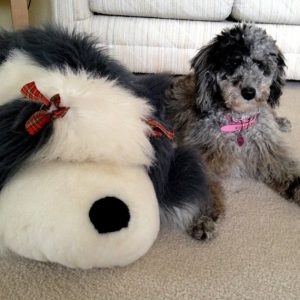 Xena the Poodle Puppy and her Stuffed Animal Toy Dog
