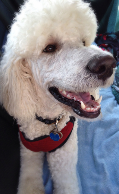 Teddy the standard poodle arrives at Accent Inns Victoria for his first pet friendly hotel stay.