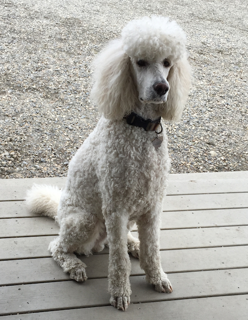 Teddy the Adorable Standard Poodle