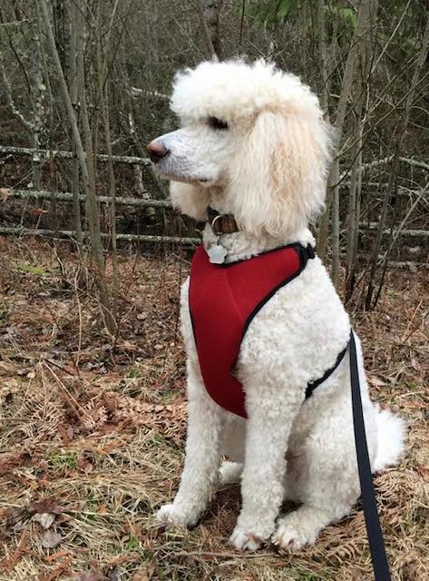 Teddy the Standard Poodle Turns Two